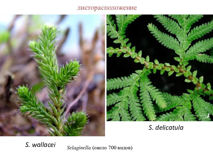 листорасположение S. wallacei S. delicatula Selaginella (около 700 видов)