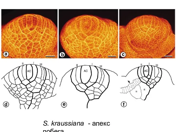 S. kraussiana - апекс побега