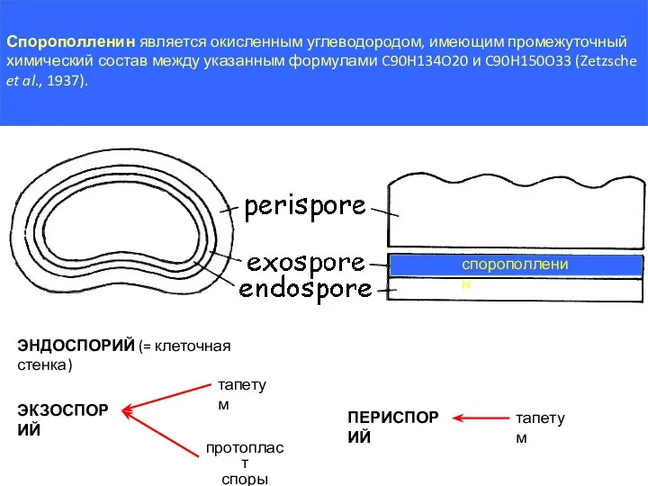 ЭНДОСПОРИЙ (= клеточная стенка) ЭКЗОСПОРИЙ протопласт споры тапетум ПЕРИСПОРИЙ тапетум Спорополленин является