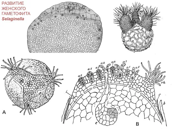 РАЗВИТИЕ ЖЕНСКОГО ГАМЕТОФИТА Selaginella
