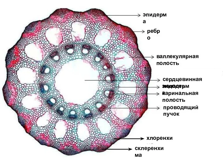 проводящий пучок каринальная полость эндодерма сердцевинная полость валлекулярная полость ребро эпидерма хлоренхима склеренхима