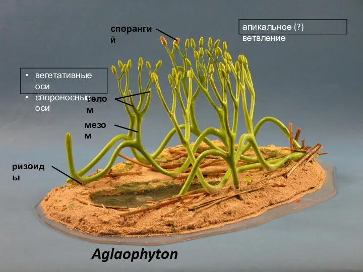 Aglaophyton спорангий телом мезом ризоиды вегетативные оси спороносные оси апикальное (?) ветвление