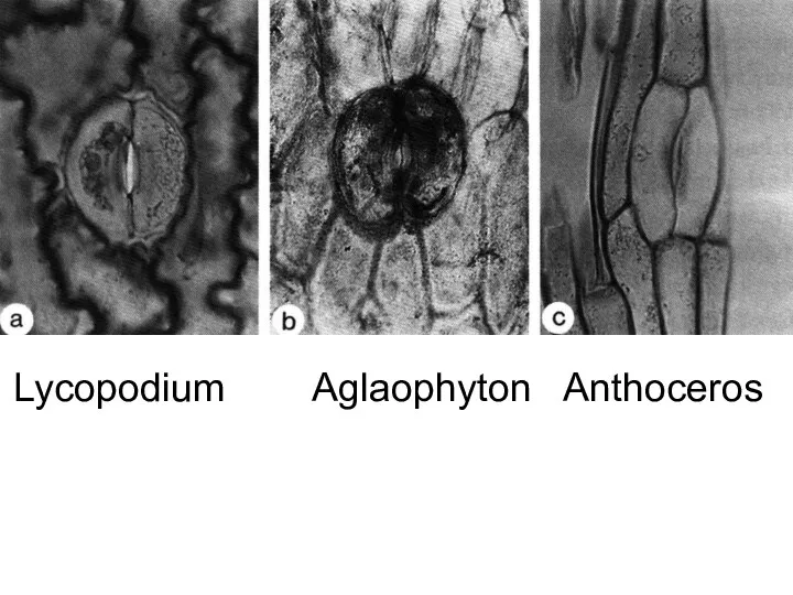 Lycopodium Aglaophyton Anthoceros