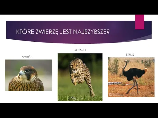 KTÓRE ZWIERZĘ JEST NAJSZYBSZE? SOKÓŁ GEPARD STRUŚ