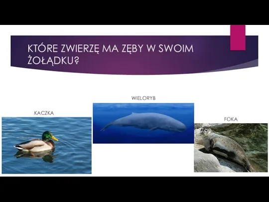 KTÓRE ZWIERZĘ MA ZĘBY W SWOIM ŻOŁĄDKU? WIELORYB KACZKA FOKA