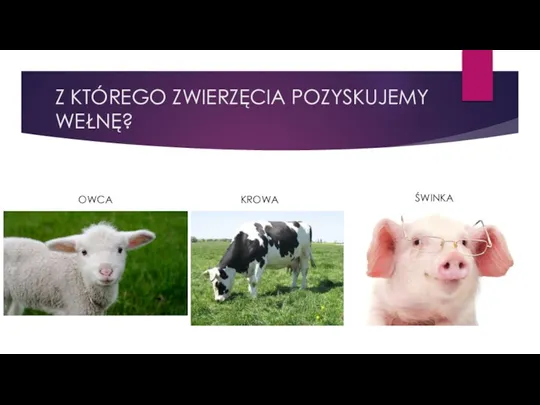 Z KTÓREGO ZWIERZĘCIA POZYSKUJEMY WEŁNĘ? OWCA KROWA ŚWINKA