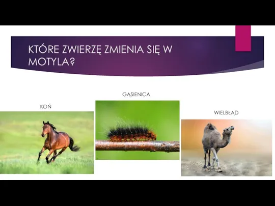 KTÓRE ZWIERZĘ ZMIENIA SIĘ W MOTYLA? KOŃ GĄSIENICA WIELBŁĄD