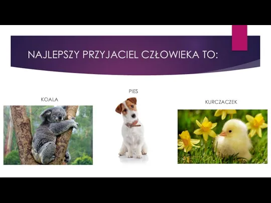 NAJLEPSZY PRZYJACIEL CZŁOWIEKA TO: KOALA PIES KURCZACZEK