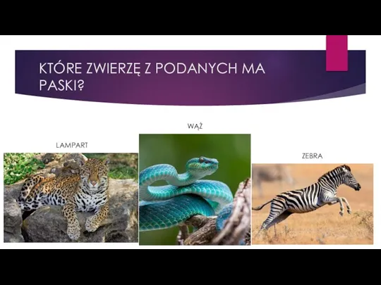 KTÓRE ZWIERZĘ Z PODANYCH MA PASKI? ZEBRA WĄŻ LAMPART