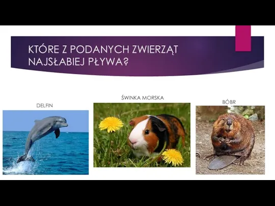 KTÓRE Z PODANYCH ZWIERZĄT NAJSŁABIEJ PŁYWA? BÓBR ŚWINKA MORSKA DELFIN