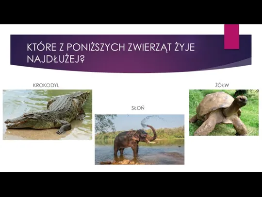 KTÓRE Z PONIŻSZYCH ZWIERZĄT ŻYJE NAJDŁUŻEJ? KROKODYL SŁOŃ ŻÓŁW