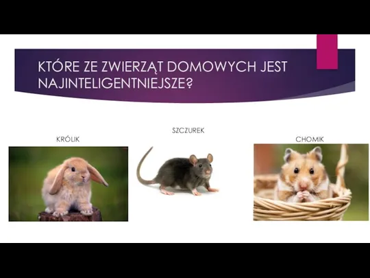 KTÓRE ZE ZWIERZĄT DOMOWYCH JEST NAJINTELIGENTNIEJSZE? KRÓLIK SZCZUREK CHOMIK