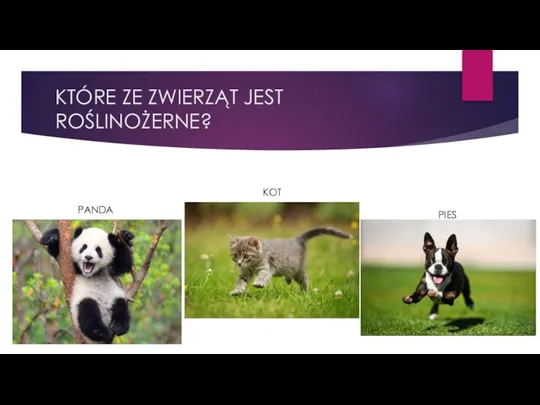 KTÓRE ZE ZWIERZĄT JEST ROŚLINOŻERNE? PANDA KOT PIES