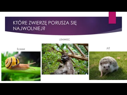 KTÓRE ZWIERZĘ PORUSZA SIĘ NAJWOLNIEJ? ŚLIMAK LENIWIEC JEŻ