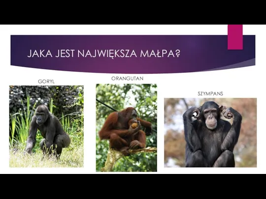 JAKA JEST NAJWIĘKSZA MAŁPA? GORYL ORANGUTAN SZYMPANS