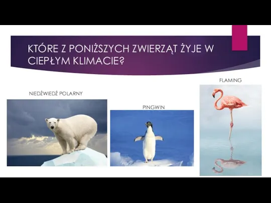 KTÓRE Z PONIŻSZYCH ZWIERZĄT ŻYJE W CIEPŁYM KLIMACIE? FLAMING PINGWIN NIEDŹWIEDŹ POLARNY