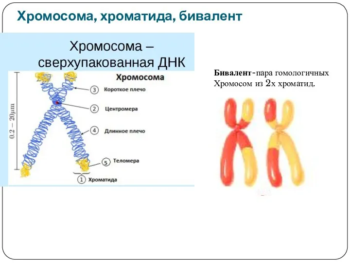 Хромосома, хроматида, бивалент Бивалент-пара гомологичных Хромосом из 2х хроматид.