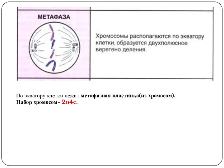 По экватору клетки лежит метафазная пластинка(из хромосом). Набор хромосом- 2n4c.