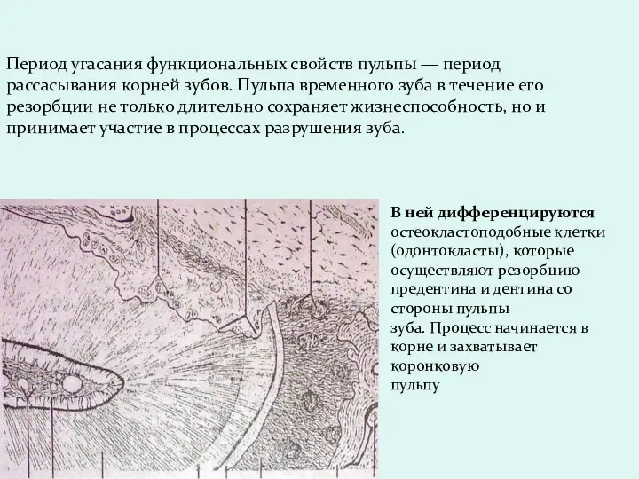 Период угасания функциональных свойств пульпы — период рассасывания корней зубов. Пульпа временного