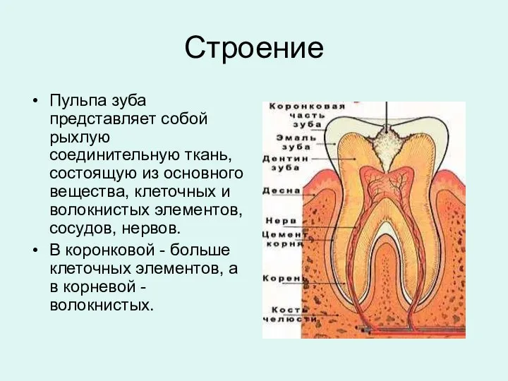 Строение Пульпа зуба представляет собой рыхлую соединительную ткань, состоящую из основного вещества,