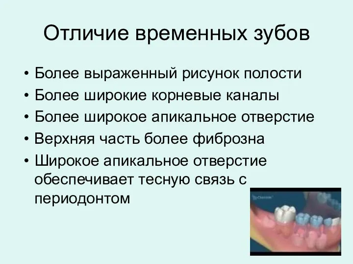 Отличие временных зубов Более выраженный рисунок полости Более широкие корневые каналы Более