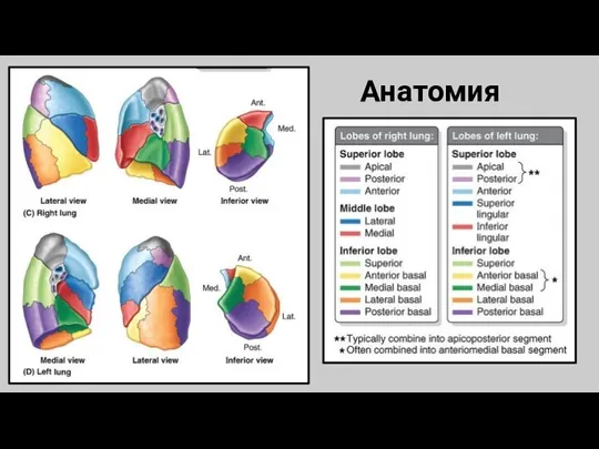 Анатомия