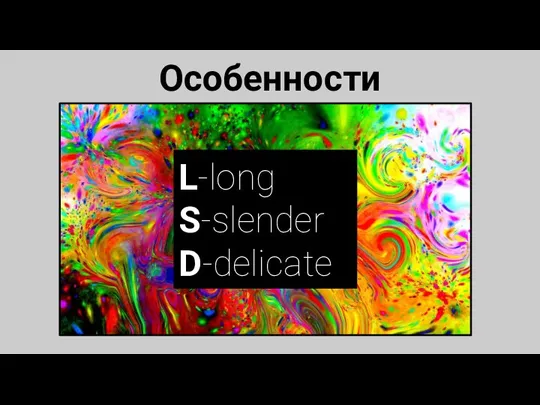 Особенности L-long S-slender D-delicate