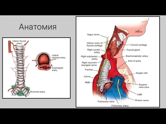 Анатомия