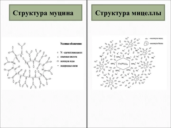 Структура муцина Структура мицеллы