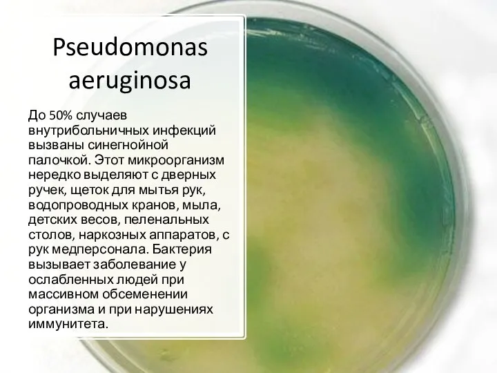 Pseudomonas aeruginosa До 50% случаев внутрибольничных инфекций вызваны синегнойной палочкой. Этот микроорганизм