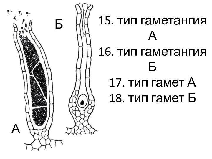 Б А 15. тип гаметангия А 16. тип гаметангия Б 17. тип