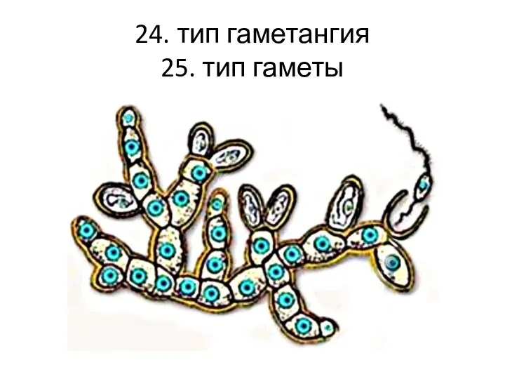 24. тип гаметангия 25. тип гаметы