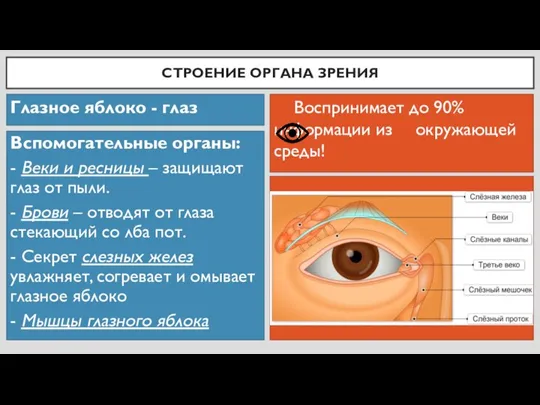 СТРОЕНИЕ ОРГАНА ЗРЕНИЯ Воспринимает до 90% информации из окружающей среды! Глазное яблоко