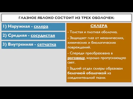 ГЛАЗНОЕ ЯБЛОКО СОСТОИТ ИЗ ТРЕХ ОБОЛОЧЕК: 1) Наружная - склера 2) Средняя