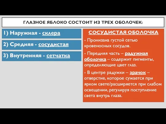 ГЛАЗНОЕ ЯБЛОКО СОСТОИТ ИЗ ТРЕХ ОБОЛОЧЕК: 1) Наружная - склера 2) Средняя