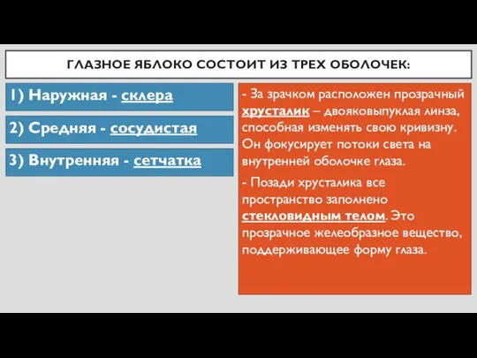 ГЛАЗНОЕ ЯБЛОКО СОСТОИТ ИЗ ТРЕХ ОБОЛОЧЕК: 1) Наружная - склера 2) Средняя