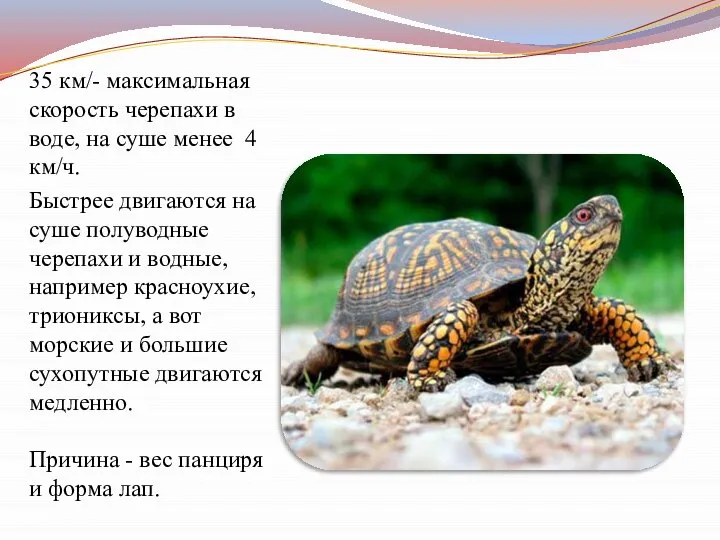 35 км/- максимальная скорость черепахи в воде, на суше менее 4 км/ч.