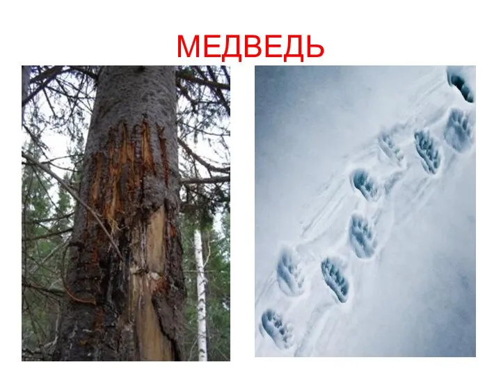 МЕДВЕДЬ