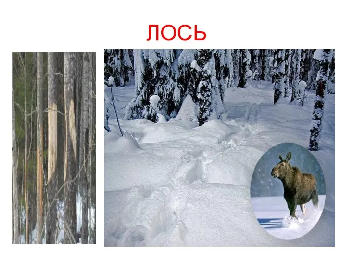 ЛОСЬ