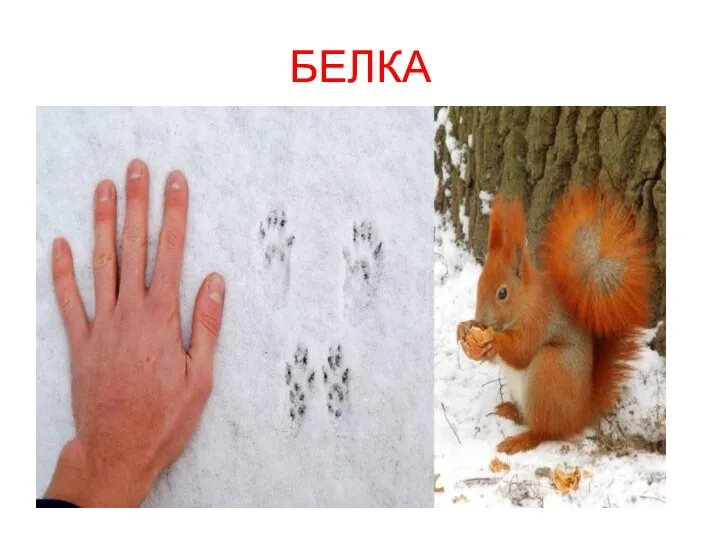 БЕЛКА