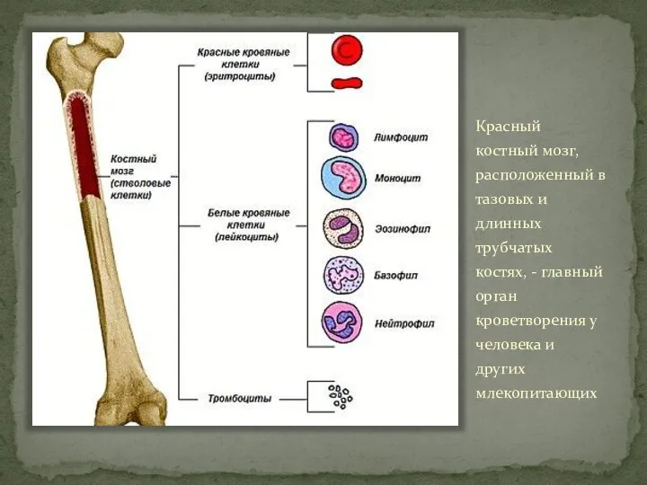 Красный костный мозг, расположенный в тазовых и длинных трубчатых костях, - главный