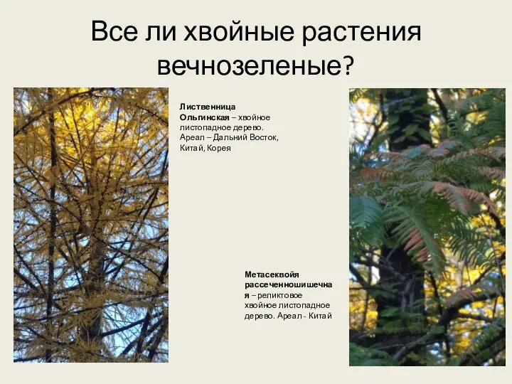 Все ли хвойные растения вечнозеленые? Лиственница Ольгинская – хвойное листопадное дерево. Ареал