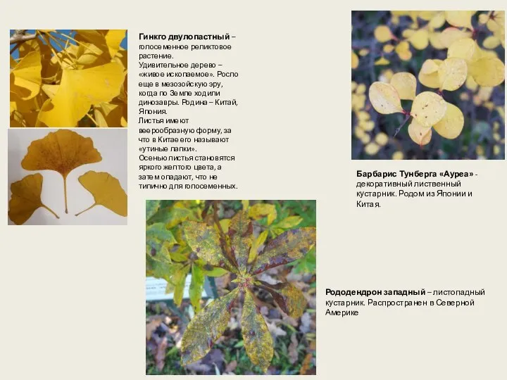 Гинкго двулопастный – голосеменное реликтовое растение. Удивительное дерево – «живое ископаемое». Росло