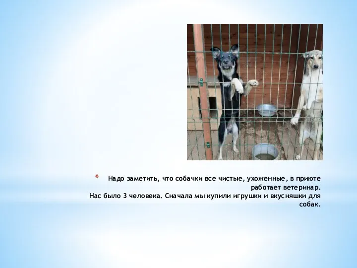 Надо заметить, что собачки все чистые, ухоженные, в приюте работает ветеринар. Нас