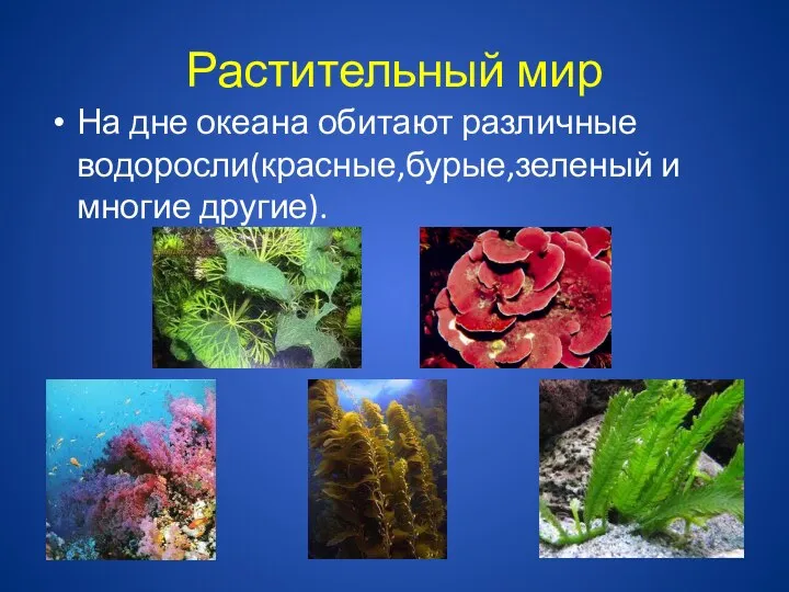 Растительный мир На дне океана обитают различные водоросли(красные,бурые,зеленый и многие другие).
