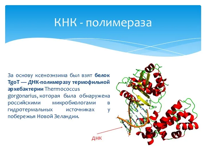 За основу ксеноэнзима был взят белок TgoT — ДНК-полимеразу термофильной архебактерии Thermococcus