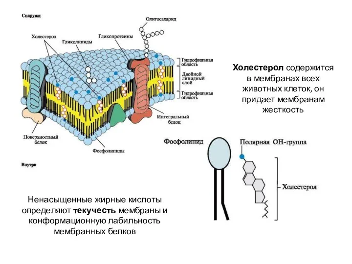 Ненасыщенные жирные кислоты определяют текучесть мембраны и конформационную лабильность мембранных белков Холестерол