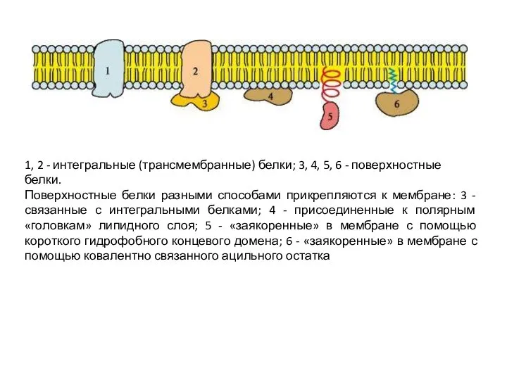 1, 2 - интегральные (трансмембранные) белки; 3, 4, 5, 6 - поверхностные