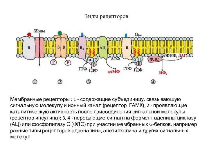 Мембранные рецепторы : 1 - содержащие субъединицу, связывающую сигнальную молекулу и ионный