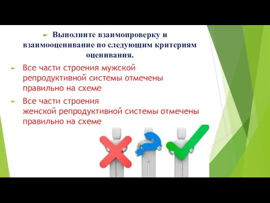 Выполните взаимопроверку и взаимооценивание по следующим критериям оценивания. Все части строения мужской